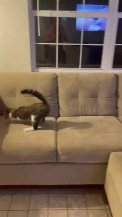 Featherless Biped. This is a man.