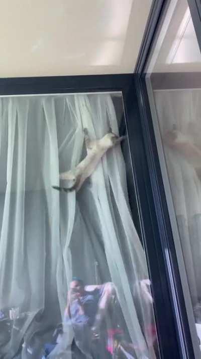 and thats how my curtains got ruined