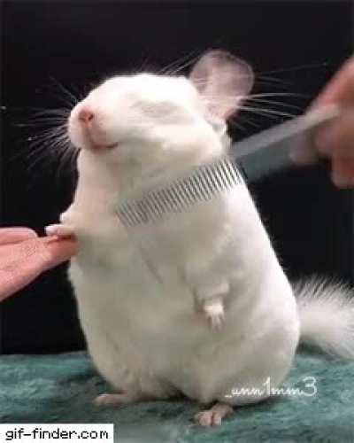 Brushy brushy
