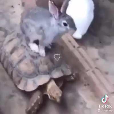 3 am bnuuy posting (rule)