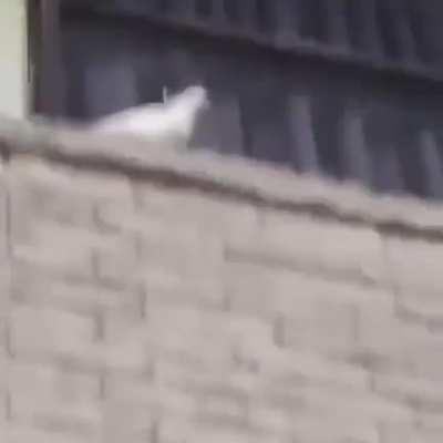 Be more like the bird