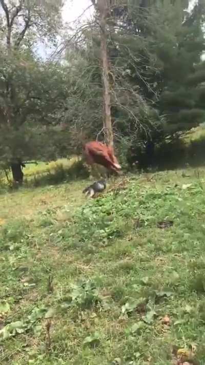 Yeeeeehaw he's okay btw