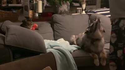 Mom and cat are being an asshole!