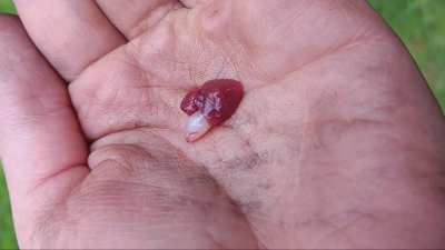 Fish heart still beating after removal