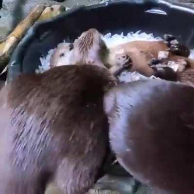 Have an ice day (Oregon zoo)