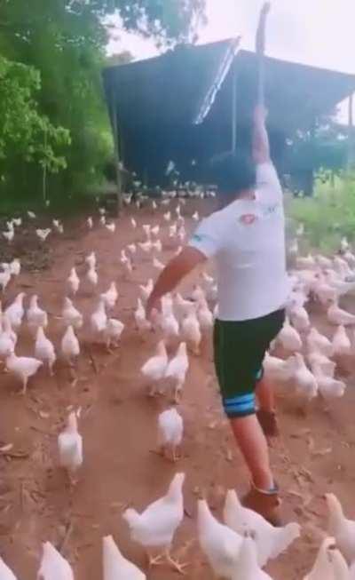 u/Dodo_Whisperer with their millions of dodos