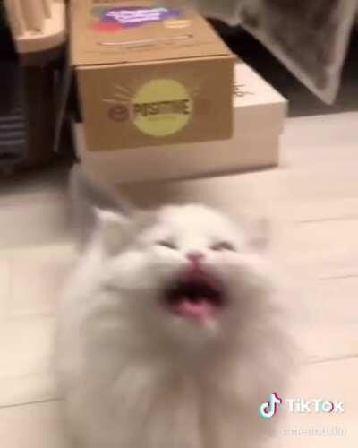 تر متش لطافه