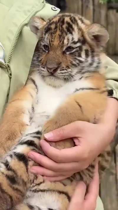 Sleepy baby tiger! 🥱😴