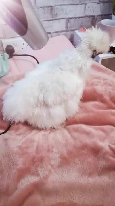 She asked for a wash, cut & blowdry🥰