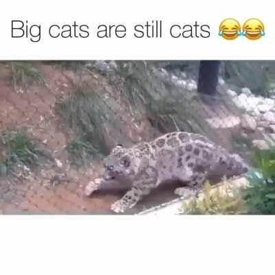 Cats are cats no matter what size