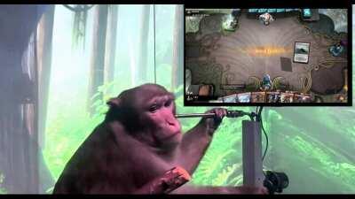 [meme] So easy even a monkey could play it