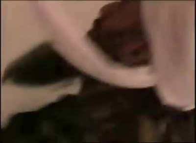 Osama bin Laden singing polka face by weird al yankovic