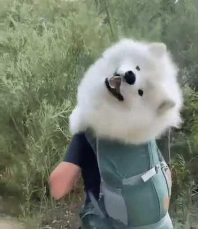 Looks like the hiker has a dog's head.