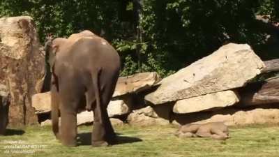 Mother elephant can't wake baby sound asleep, asks keepers for help
