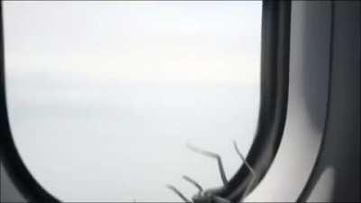 Passenger spider travels internationally without paying for its ticket