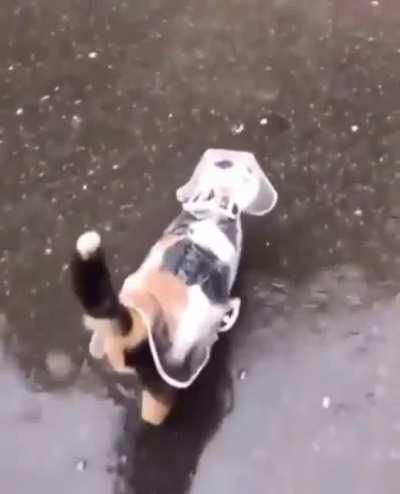 oh to be a cat in a raincoat walking gracefully through the rain