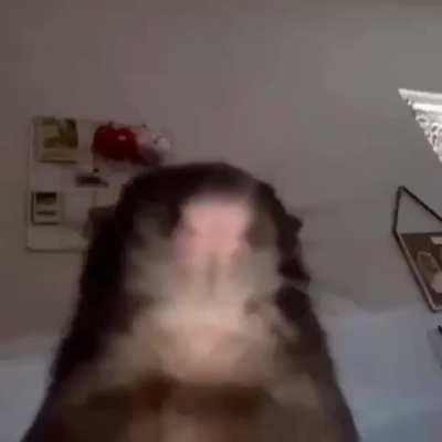 Ultimate Bruh Moment