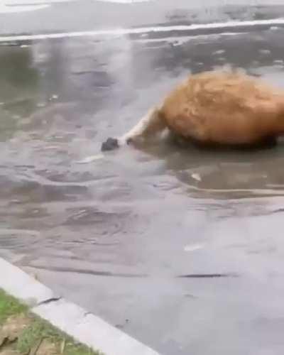 What kind of fish is this?