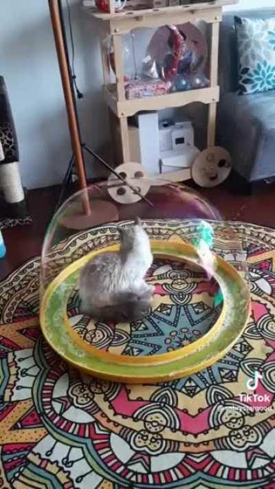 Luminescent Prison; Traps Felines for Eternity in the Prismatic Plane