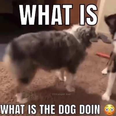 what the dog doin