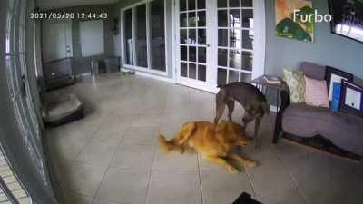 Good girl rushes and helps stop best friend seizure