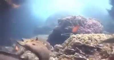 🔥 This little octopus literally riding on this eel to escape being eaten.