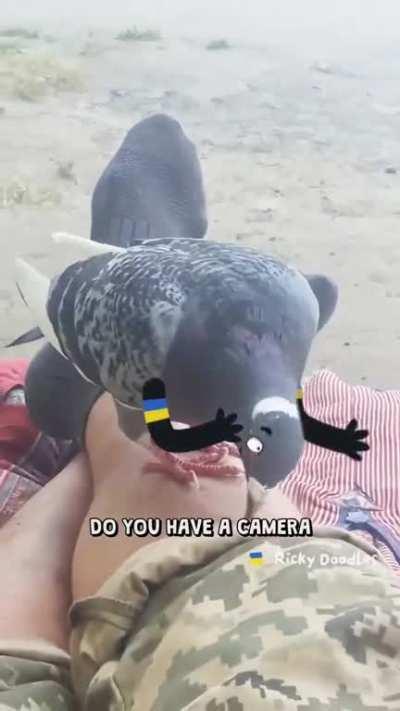 3000 well equipped pigeons of Ukraine