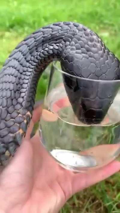 Hydro Homies know no species.