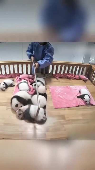 In the zoos of China there is a guy who works to accommodate the baby pandas while they sleep