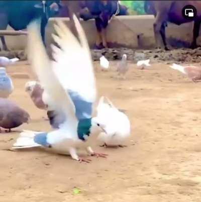 Main character vibes af