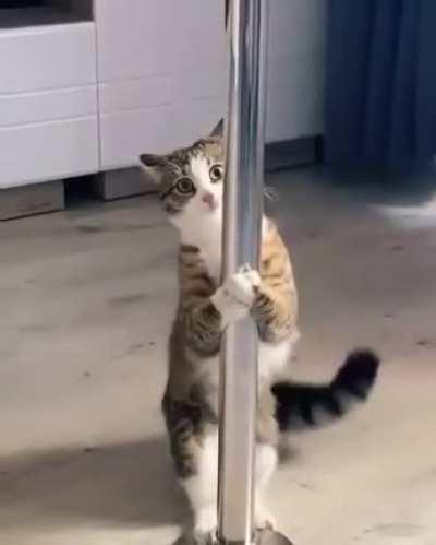 Cat.