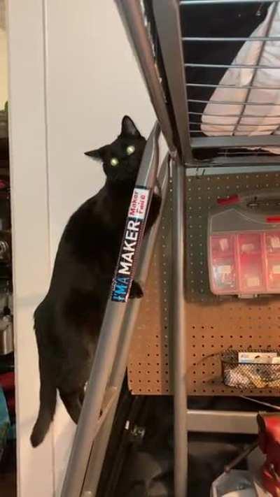 My cat is still learning ladders