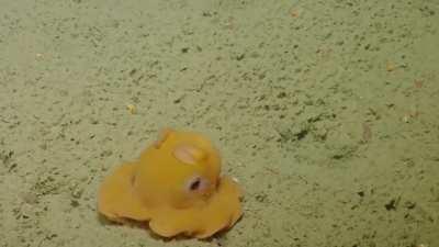 The Dumbo Octopus, the deepest living octopuses known, with some specimens captured or observed in hadal depths.