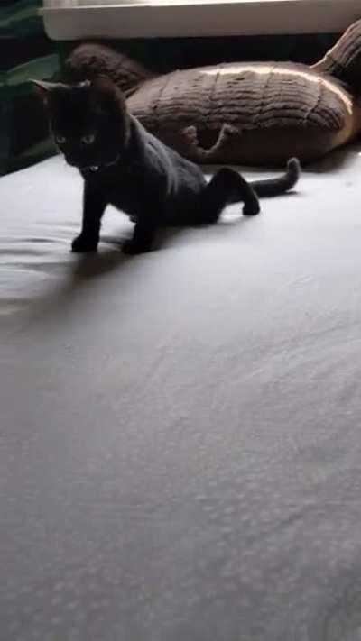 I really would do anything for her, even give her a room all by herself with pillows all over the floor and a ramp to her bed under the window.