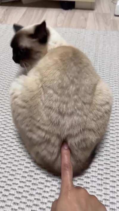 Does your cat have this 