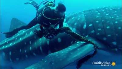 Divers free Whale Shark from Fishing Net
