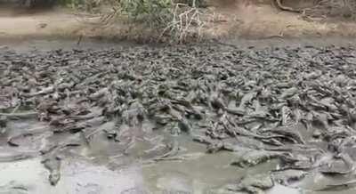 Cattle can't drink alligators