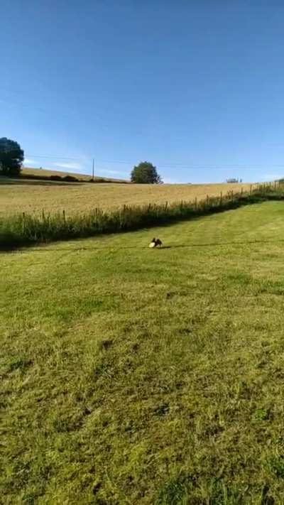 OC - 6months German Pincher/Terrier/TibSpaniel