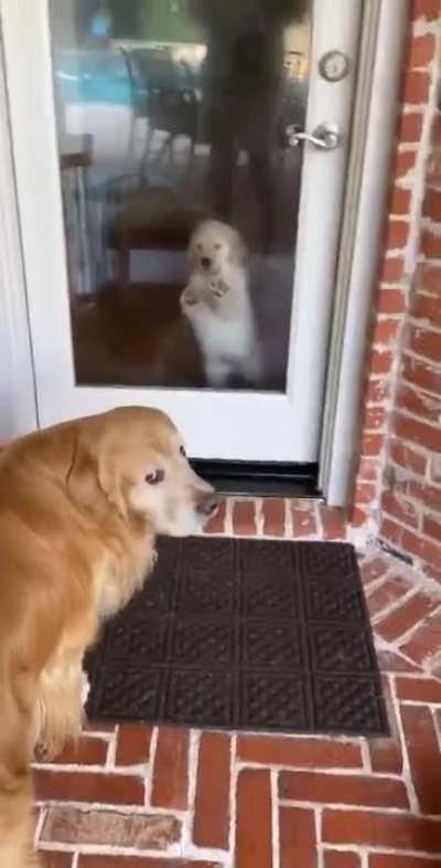 Golden pupper isn’t terribly pleased to find out that two puppies are moving in