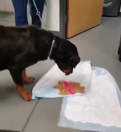 Why you should be careful feeding a whole rabbit