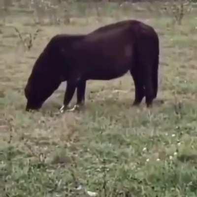 A New Animal has been unlocked, I present: The Dorse