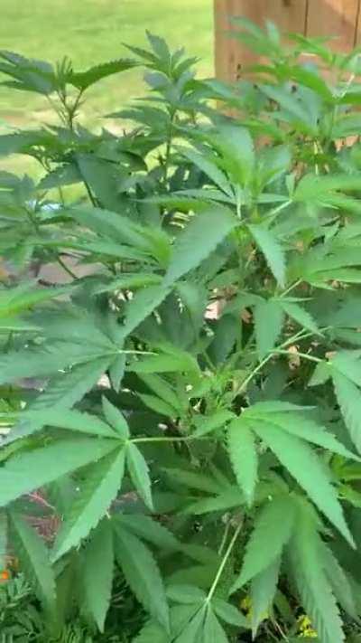 New garden friend spinning round and round.