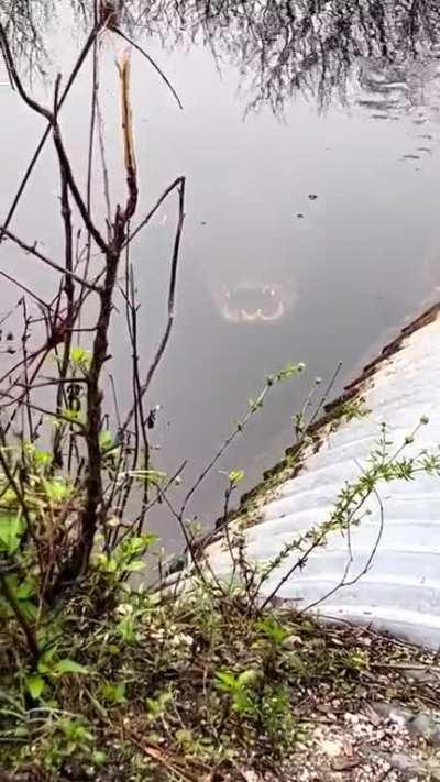 This gator is thinking 