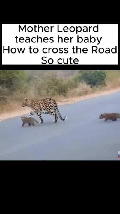Mother Leopard teaches her baby, how to cross the road