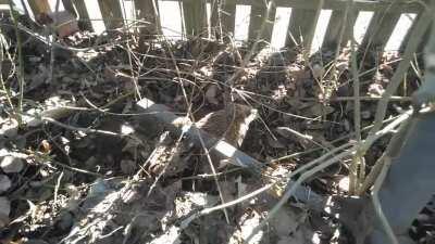 In unserem Garten ist dieser Igelbrudi aus seinem Winterschlaf erwacht