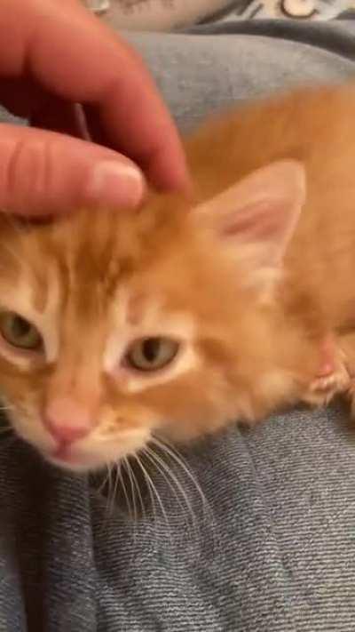 We found Basil’s forever home today and he had a lot to say about it! Gonna miss this little guy when he goes! 🥺❤️