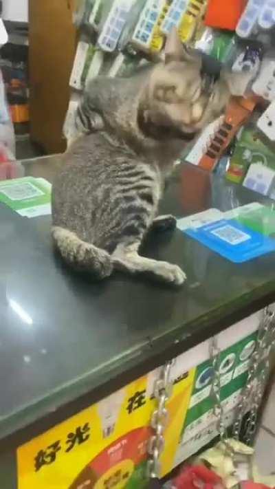 Self back scratching cat