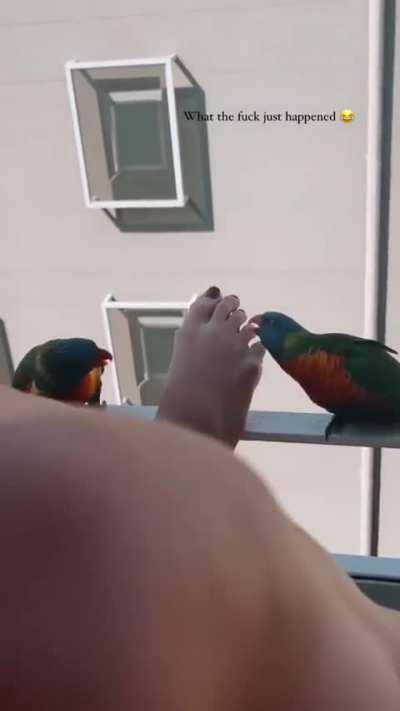 Are the birds trying to rizz her up lol