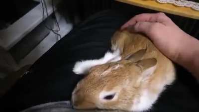 Cuddly bunneh ❤️