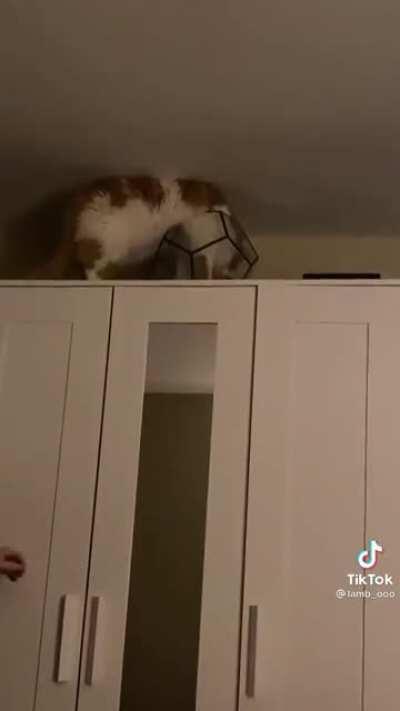 Curiosity didn’t kill the cat this time around, but it did get it into an interesting situation